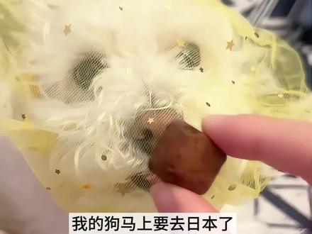 挑战川渝版日本名字 #世界破烂小狗可可爱爱 #一听就知道是四川人的日本名字 #日本名字 #狗狗乱吃东西 #萌宠生活日记