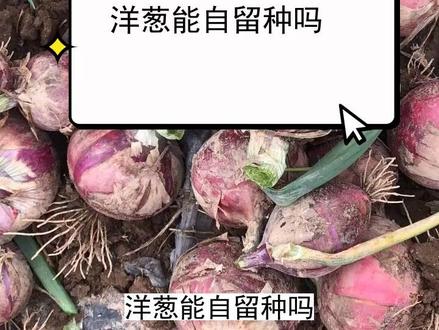 洋葱能自留种吗 #三农种植 #农业种植技术 #种植小技巧 #种植方法
