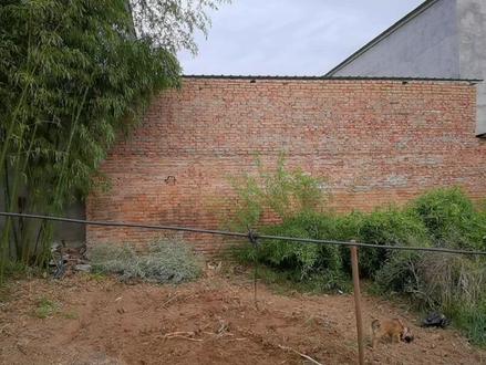 竹子的根部力量很大 千万别种院子里面#老房子的回忆 #农村生活 #记录真实生活 #我的乡村生活 #一份耕耘一份收获