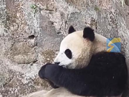 过年国宝熊猫也玩手机了?游客手机不慎掉落被熊猫捡到,给胡萝卜也不换拒不归还。玩腻后丢在地上被工作人员取回。#大熊猫 #手机 #四川 #国宝熊猫