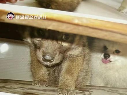 怪不得格林回去还能当狼王,小时候在家全跟狗对心眼子#格林 #狐狸 #李微漪