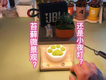 苔藓微景观?还是小夜灯?#苔藓微景观 #绿植 #小夜灯 #家居好物 #养花小知识