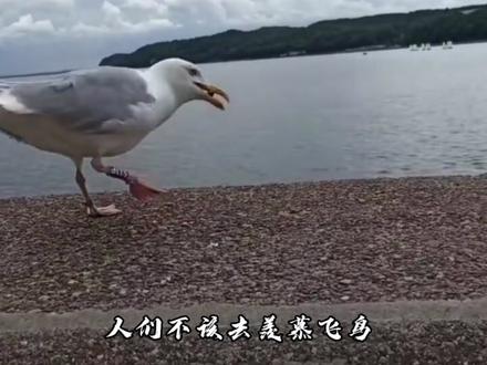 《忘记烦恼》#萌宠出道计划 #给生活找点乐子