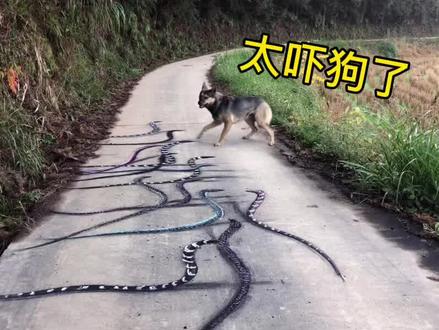 在马路上画满蛇,狗子看到吓的差点摔倒,太搞笑了哈哈。