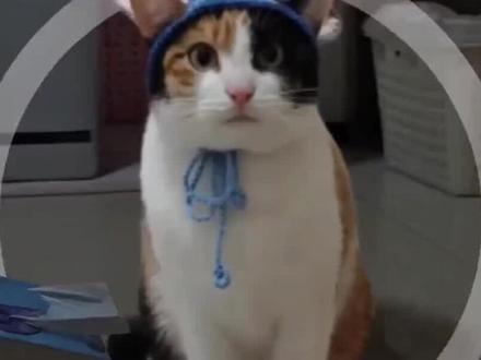 萝卜纸巾猫爆火,多地文旅加入。