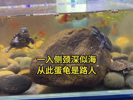 一入侧颈深似海,从此蛋龟是路人 #养龟日记 #新手养龟 #侧颈龟 #西非侧颈龟 #沼泽侧颈龟 #锯齿侧颈龟