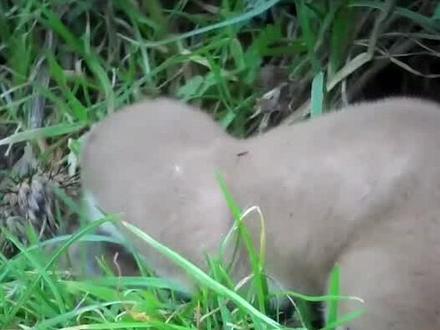 为什么没人敢养黄鼠狼?#黄鼠狼 #黄大仙 #动物 #家禽 #五仙 #黄皮子 #黄鼬 #偷鸡 #老鼠 #偷鸡