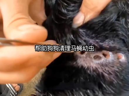 惊险!帮狗狗清理马蝇幼虫,太揪心了! #养狗经验分享 #动物#动物解说 #救助流浪狗 #解压视频