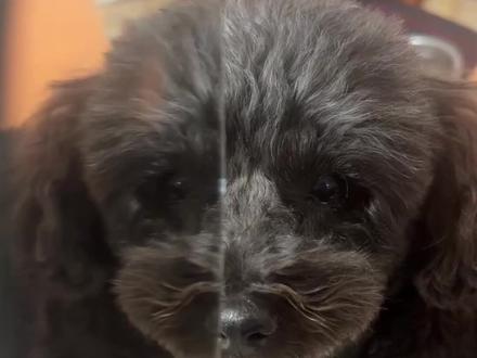 姐姐平时都化这么浓的妆吗#萌宠出道计划 #新春时光机 #宠物 #黑泰迪