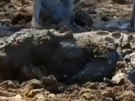 难以置信的!狒狒妈妈为了救她的孩子而袭击了鳄鱼 - 狒狒VS鳄鱼 #动物世界 #野生动物 #鳄鱼 #狒狒