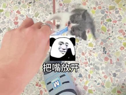 关于哭爸仔乱拉奥力给这件事!一定要看到最后!#猫咪 #猫咪的迷惑行为
