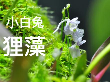 雨林缸里的植物。小白兔狸藻,敲可爱#食虫植物 #小白兔狸藻 #狸藻