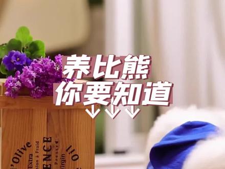 最让比熊害怕的五件事#比熊