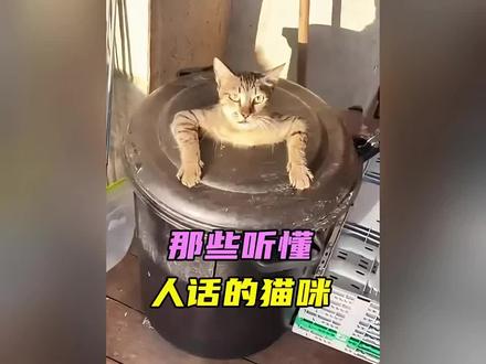 那些听懂人话的猫咪,会吵架,会喊妈#猫咪 #搞笑 #猫咪的迷惑行为