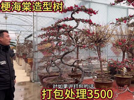 整型十多年才能出售的造型贴梗海棠,一共才二三十棵,3500一棵起