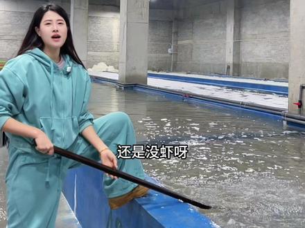 老板,没虾啊#东北海鲜 #这个春天真好吃 #丹东黄蚬子 #黄蚬子