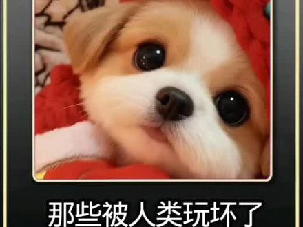 #萌宠#搞笑视频 那些被人类玩坏了的猫咪看看喜欢哪个