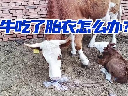 牛吃了胎衣怎么办?产后牛胎衣应该怎样处理? #繁殖母牛 #肉牛养殖 #科学养牛