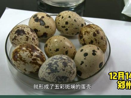 鹌鹑蛋外壳颜色多,竟是因为这原因! 蛋壳还分冷暖色?用尽毕生美术所学!#科普一下 #鹌鹑蛋 #三农