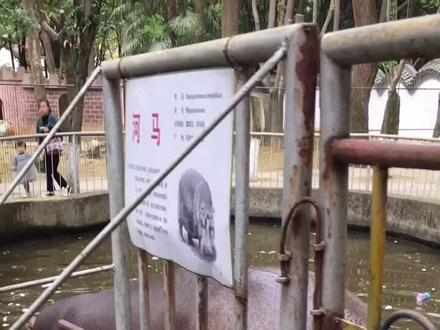 #动物园 科普一下,在河马有甩尾的动作就赶紧跑#河马