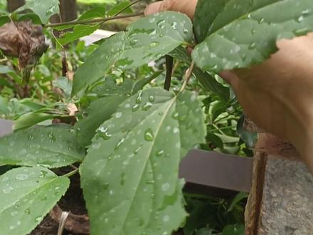 #一日一植物 喊九股牛的中药比较多,大家一定要注意,松皮九股牛是补益类。