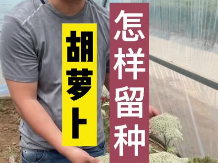 胡萝卜种子#新农人 #农业 #蔬菜 #农业种植技术 #抖音热门 #抖音小助手 #种子 #doudream创作者