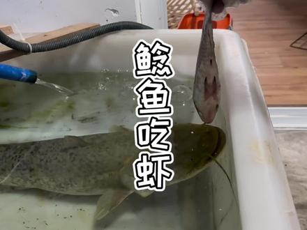 居然还有大鲶鱼消化不了的食物……#养鱼日志 #水族 #猛鱼