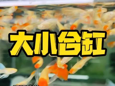 原来小鱼苗十几天可以尝试合缸!#孔雀鱼 #观赏鱼 #养鱼日记 #养鱼养心 #热带鱼 #鱼缸里的大自然 #水族 #养鱼人