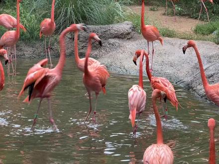 第一次听到火烈鸟的叫声#火烈鸟 #捕捉身边的美 #动物园 #红山森林动物园 #难得一见