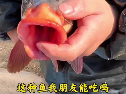 这些奇奇怪怪的鱼,你知道哪些能吃吗?#科普#知识科普 #鱼