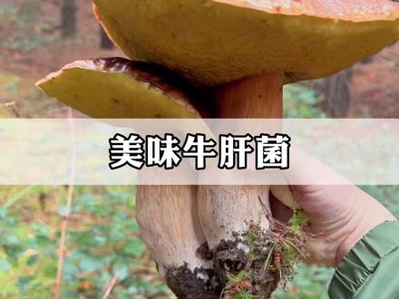 作为云南特色牛肝菌之一的美味牛肝菌你吃过吗#野生菌 #这种蘑菇你吃过吗 #牛肝菌 #美味牛肝菌