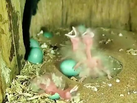 会“养老送终”的红嘴山鸦宝宝,遭到了鸟妈妈的区别对待#神奇动物在抖音 #鸟类实拍 #奇妙的动物 #动物 #动物鸟世界