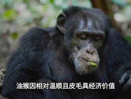 非洲人以“猴”为食,烤猴子在非洲大受欢迎,为啥中国没人吃?#猴子 #科普#科普一下#大国崛起#大国重器