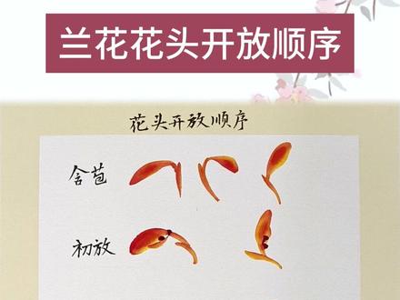 今天教大家按照花头开放顺序画兰花花头,点左下角可解锁更多国画课程哦#国画教程 #兰花画法 #国画兰花