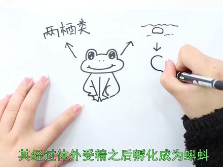 青蛙的思维导图怎么画