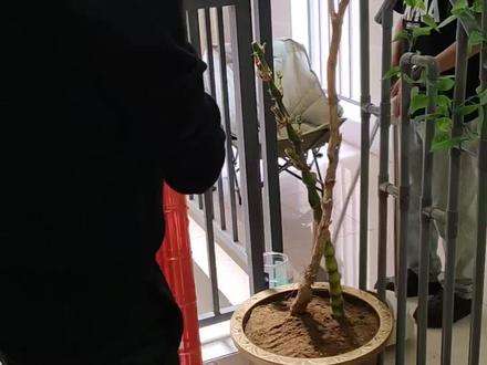 帅说,花鸟共生一体盆景,第二集,鸟笼制作!#自制鸟笼教程 #创意鸟笼制作 #鸟笼改造分享