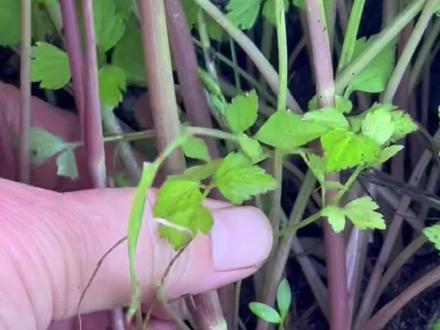 生长在小溪边的水芹,掐断后有一股好闻的香气#dou来广东百千万
