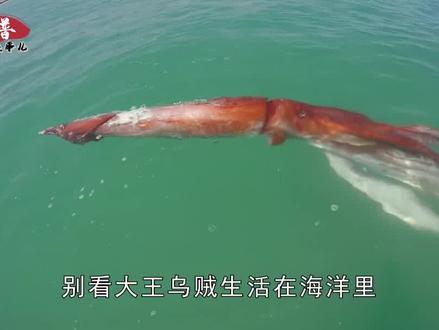 大王乌贼一辈子不死,能长到多大?大王乌贼真能长到80米长吗?