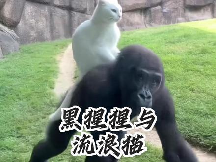 她不是我的妈妈,但她,就是我的妈妈。 #动物纪录片 #猩猩 #治愈 #跨越物种的母爱 #最好的友情