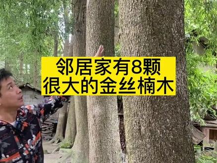 房前屋后种上金丝楠木,以后是一笔巨大财富#金丝楠 #金丝楠木 #金丝楠木树苗