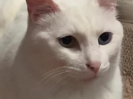 目前尝试过比较好用的方法,激情分享给大嘎!🤪🤪 #猫咪乱尿