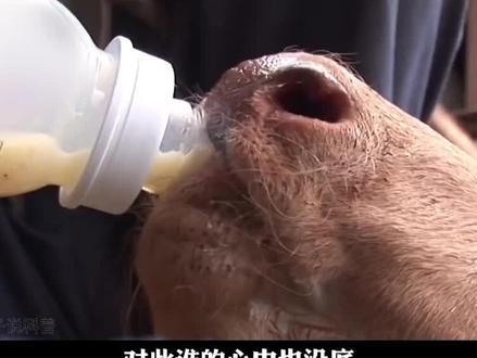 农村牛棚养出双头怪牛,4只眼睛2张嘴巴,怪异双头牛能活多久?