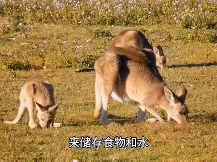 袋鼠口袋是干净还是脏,你知道吗?带你揭秘答案!#科普知识 #冷知识 #涨知识 #袋鼠 #中视频伙伴计划