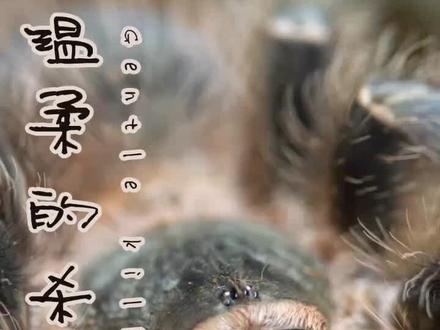 上手有三好?所罗门捕鸟蛛介绍第三集#宠物 #宠物知识 #蜘蛛 #异宠