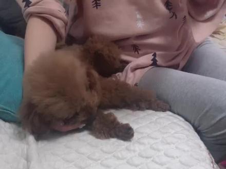 教程来啦~如何教一只狗学狼叫!@抖音小助手 打开这段视频,调至最大声,给狗看!