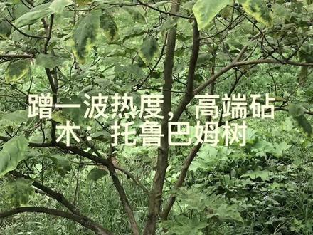 托鲁巴姆嫁接茄子的高端砧木,免费送!#托鲁巴姆树#嫁接茄子 #野茄子