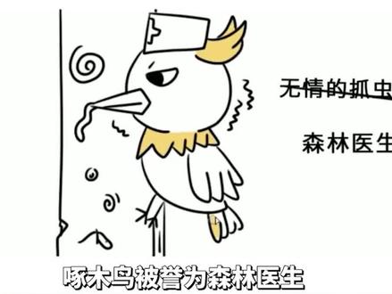 啄木鸟为什么不会得脑震荡 #啄木鸟 #脑震荡