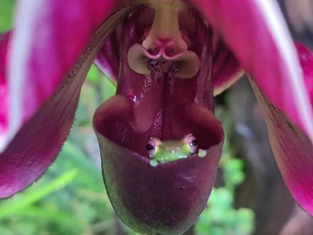 新怪物来了! #鼹鼠#神奇动物在抖音 #雨林缸造景