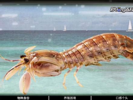 4只1035!泰国濑尿虾为啥能卖出天价? #泰国濑尿虾 #虾类知识科普