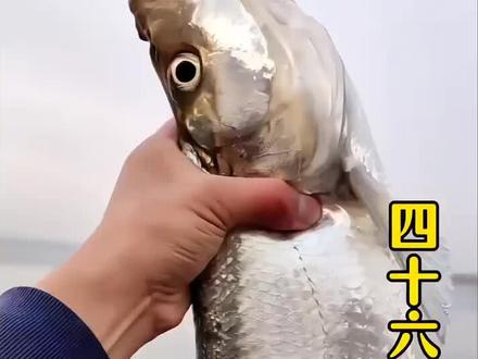 科普分享46种鱼类及价格,你吃过几种呢?#这是什么动物有人认识吗 #神奇生物鉴定
